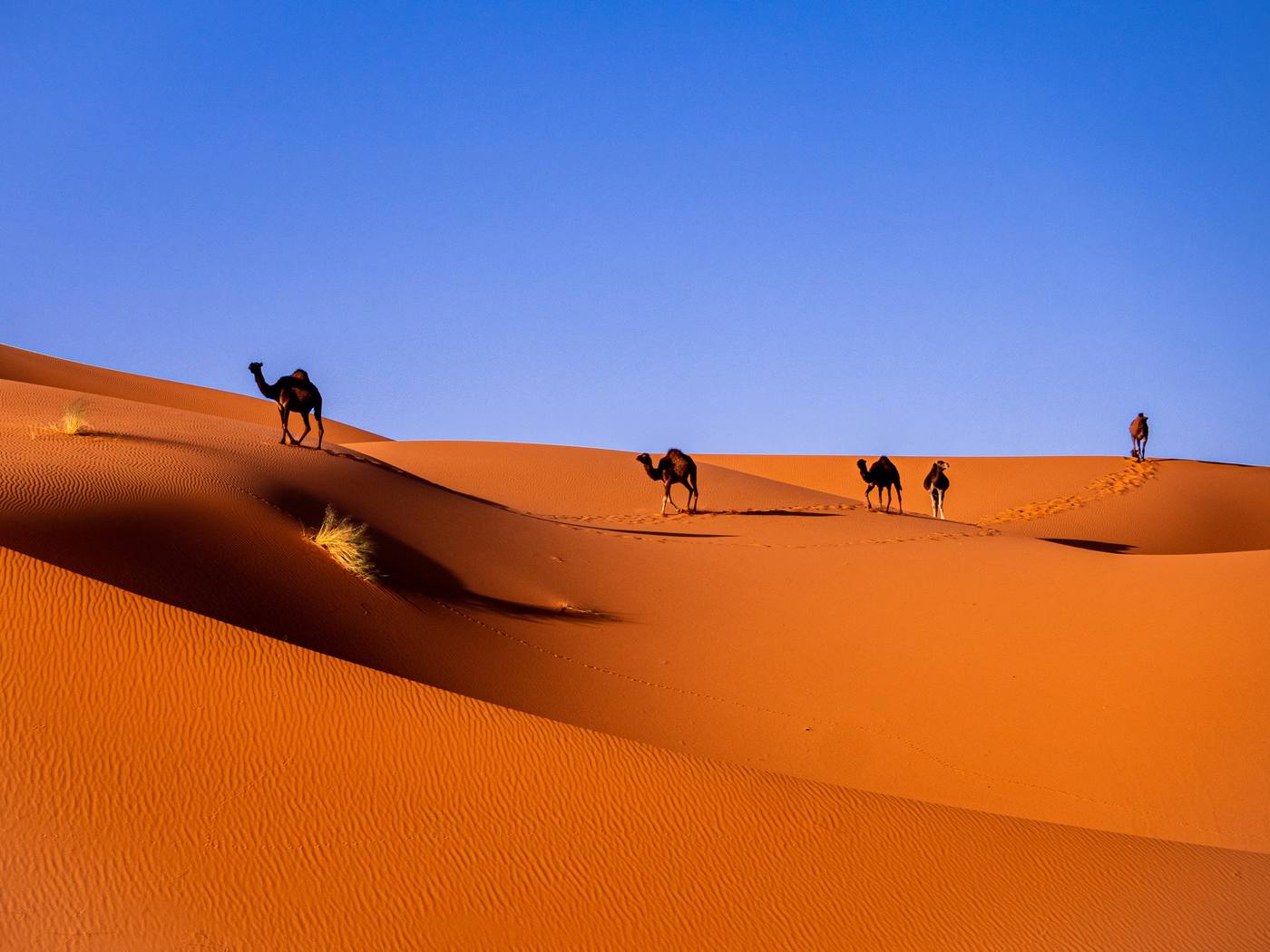 3-Day Sahara Desert Tour